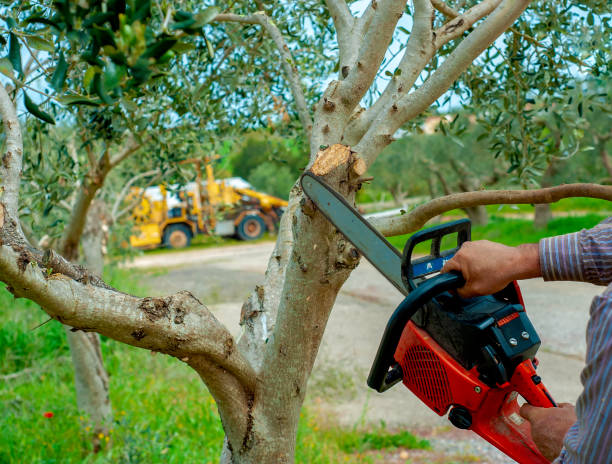 Best Best Tree Removal Services  in Harrisonburg, VA